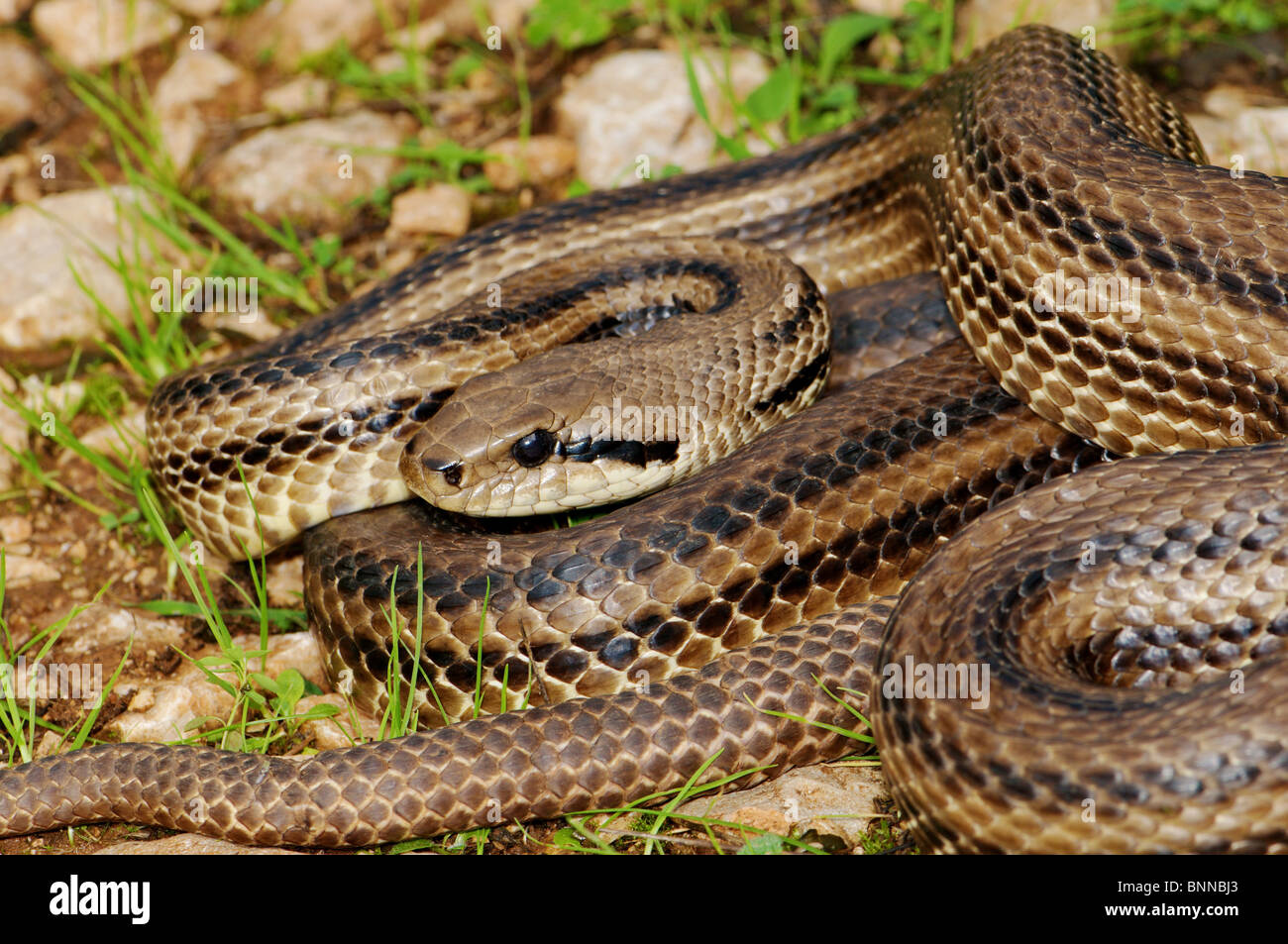 Quattro-serpente striato q Elaphe quatuorlineata. serpenti serpente rettile  rettili ritratto protetto in pericolo Grecia greci Balcani Foto stock -  Alamy