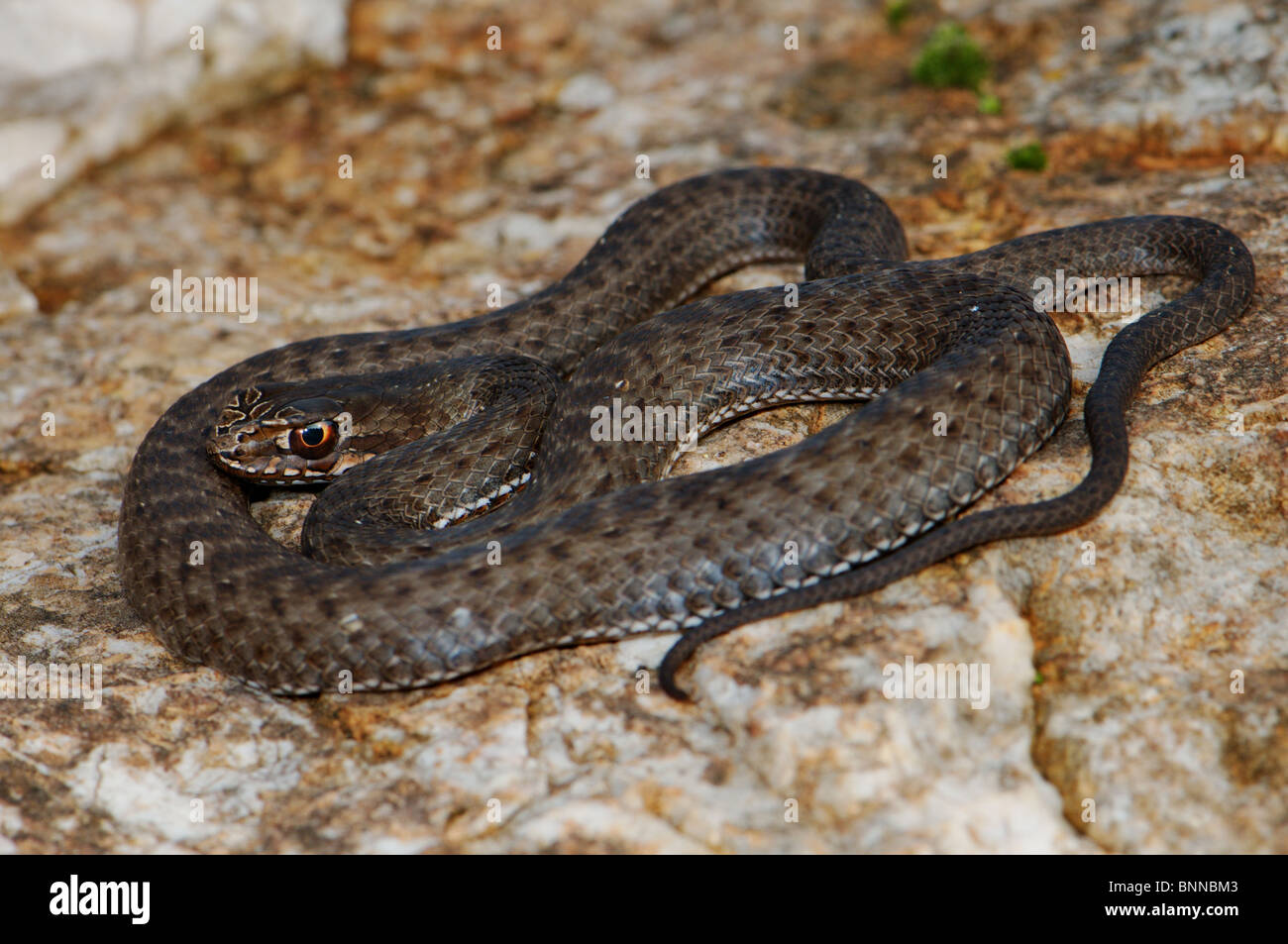 Retro-fanged snake Montpellier snake Montpellier Est snake Malpolon insignitus fuscus serpenti serpente rettile rettili generale Foto Stock