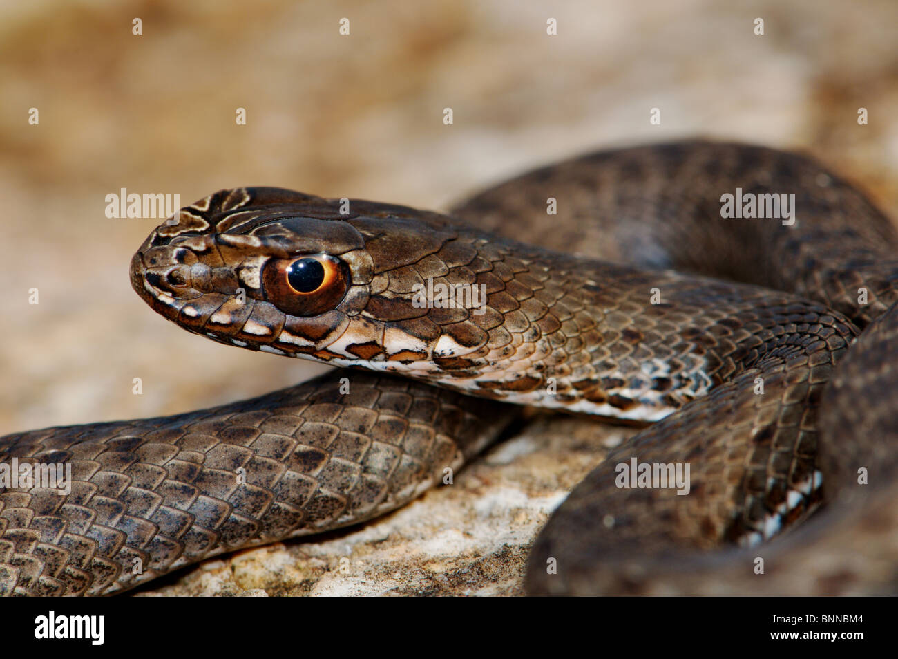 Retro-fanged snake Montpellier snake Montpellier Est snake Malpolon insignitus fuscus serpenti serpente rettile rettili ritratto Foto Stock