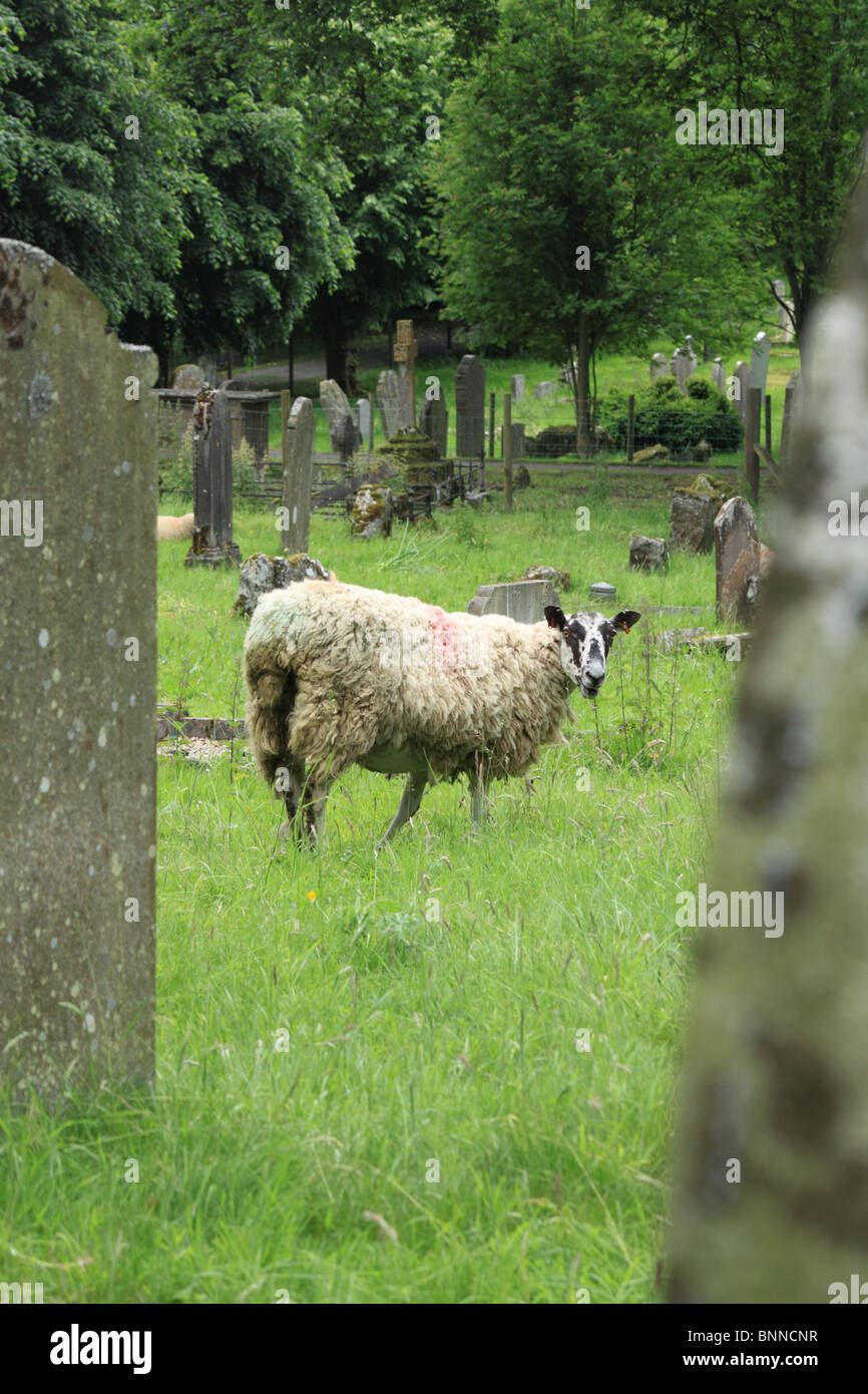 Pecore al pascolo nella grande sagrato della chiesa di Sant'Andrea Chiesa, Aysgarth, Wensleydale, Yorkshire Dales, Inghilterra Foto Stock