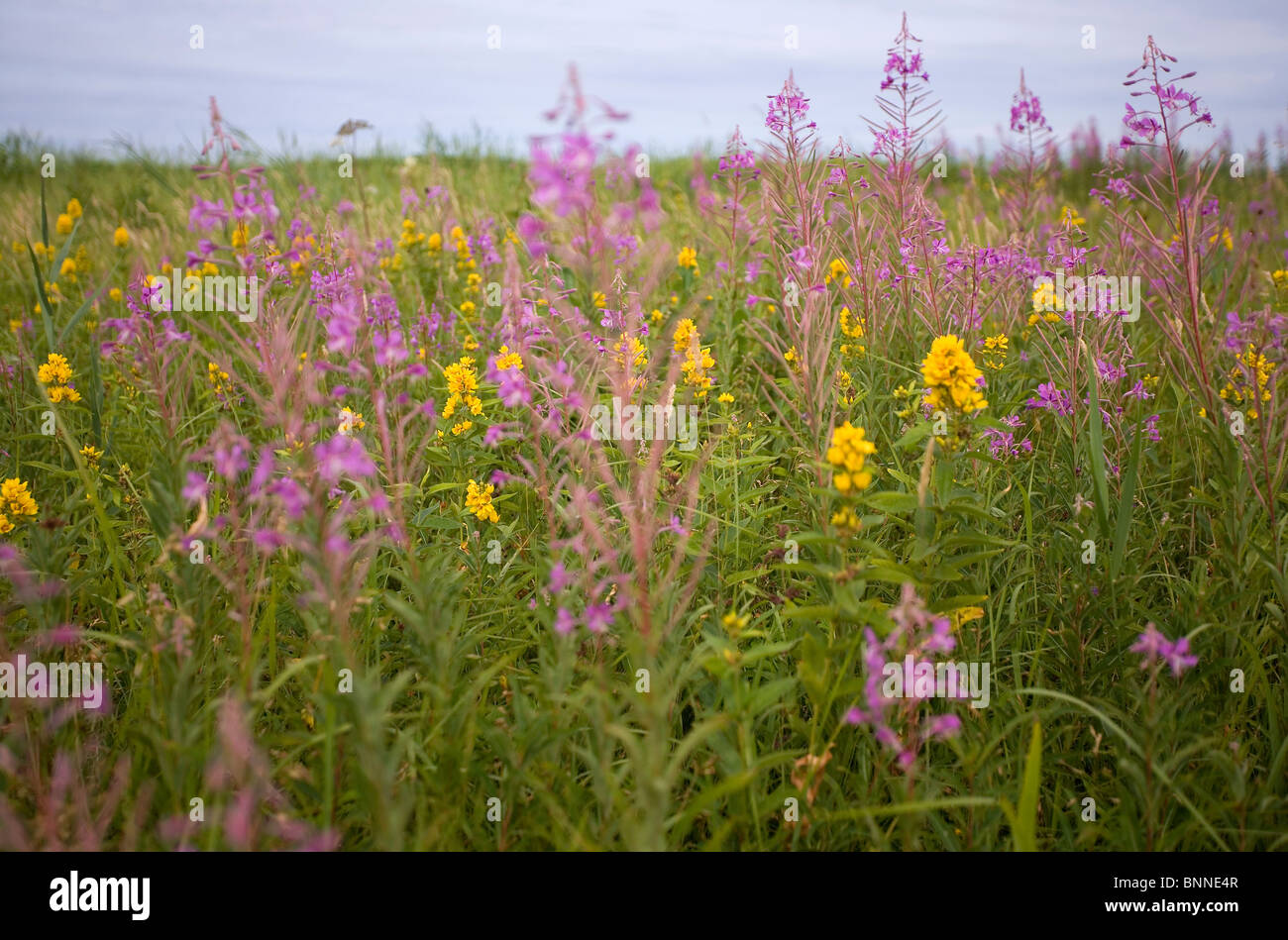 Fiori Selvatici sulla spiaggia nel sud-ovest della Svezia Foto Stock