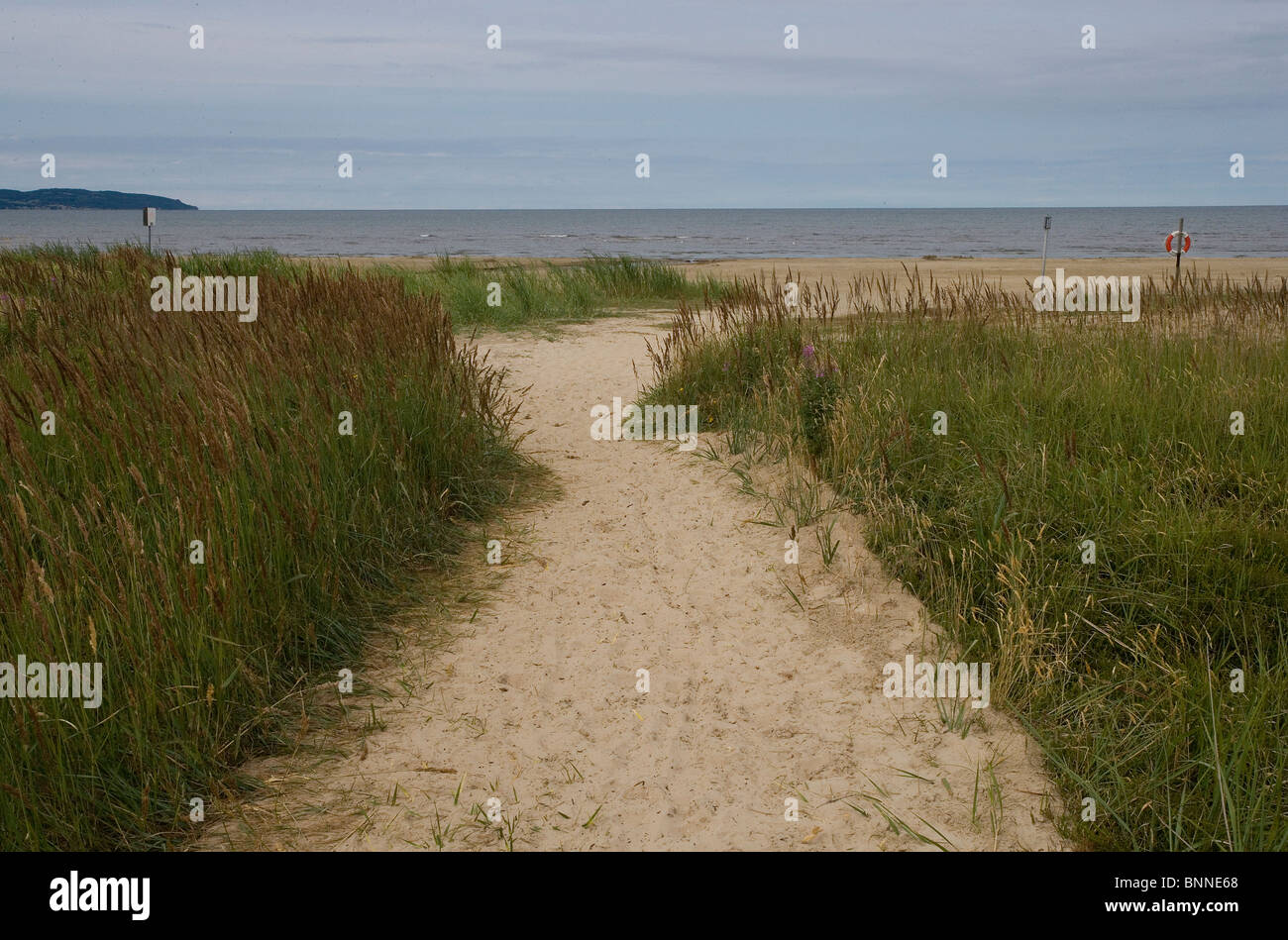 Fiori Selvatici sulla spiaggia nel sud-ovest della Svezia Foto Stock