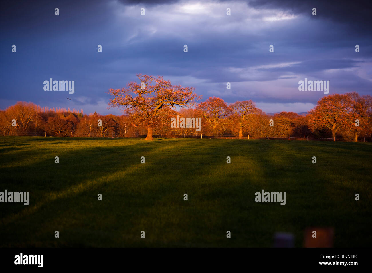 Alberi al tramonto in autunno Foto Stock