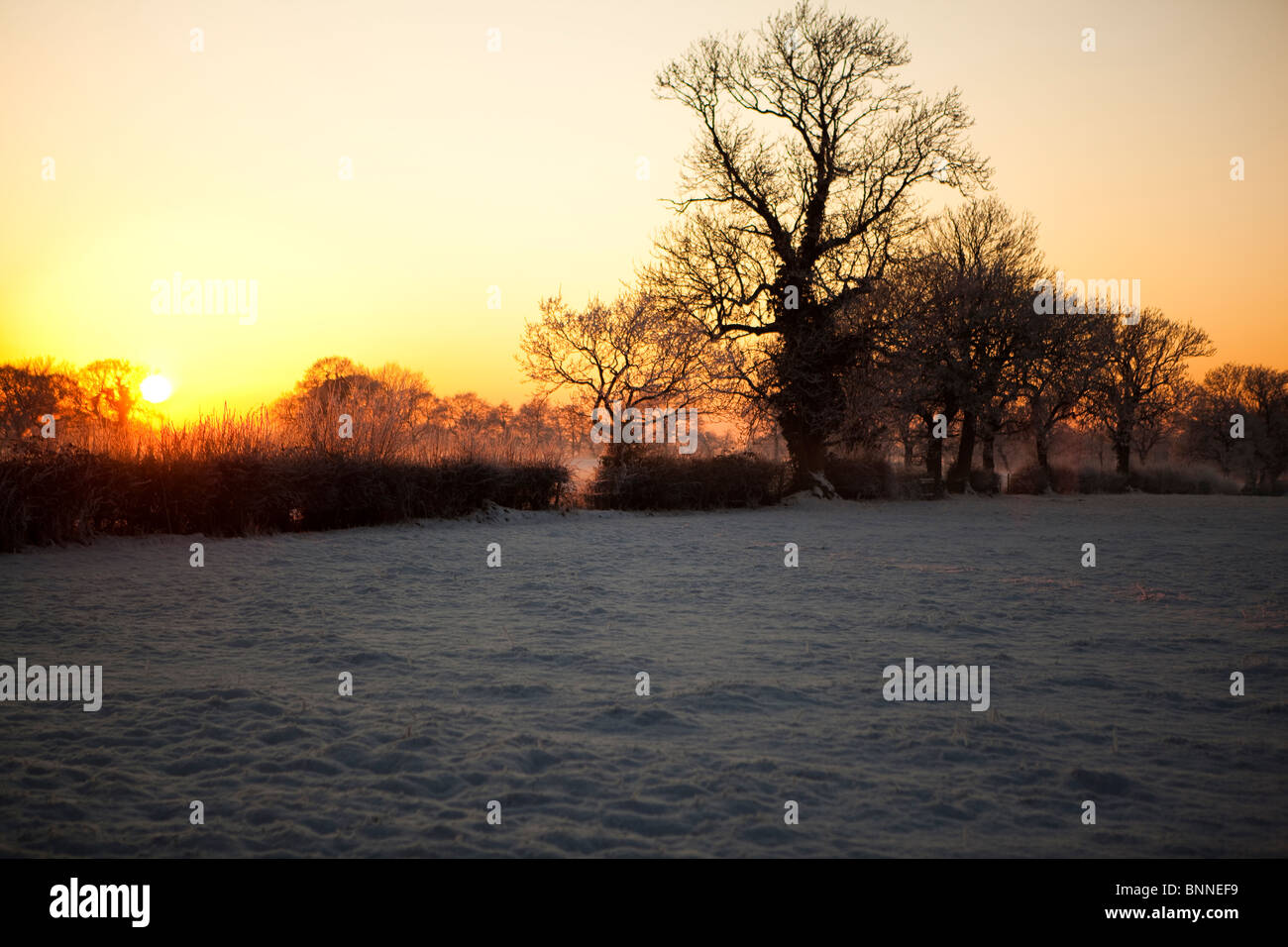 Natale in Inghilterra Smallwood Cheshire paesaggio con alberi e campi riassunto colorato colorato opinioni Foto Stock
