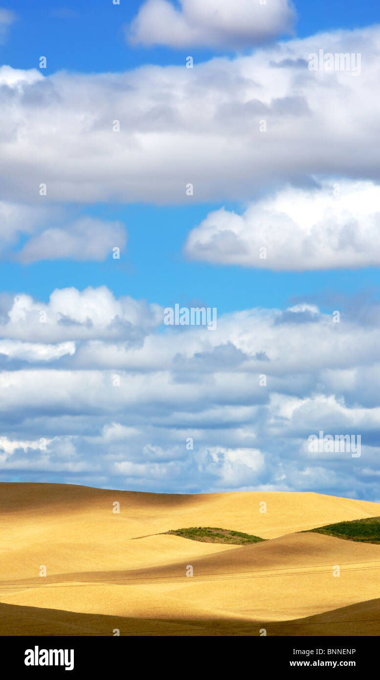 Wheatfield laminazione, cielo blu e nuvole Foto Stock