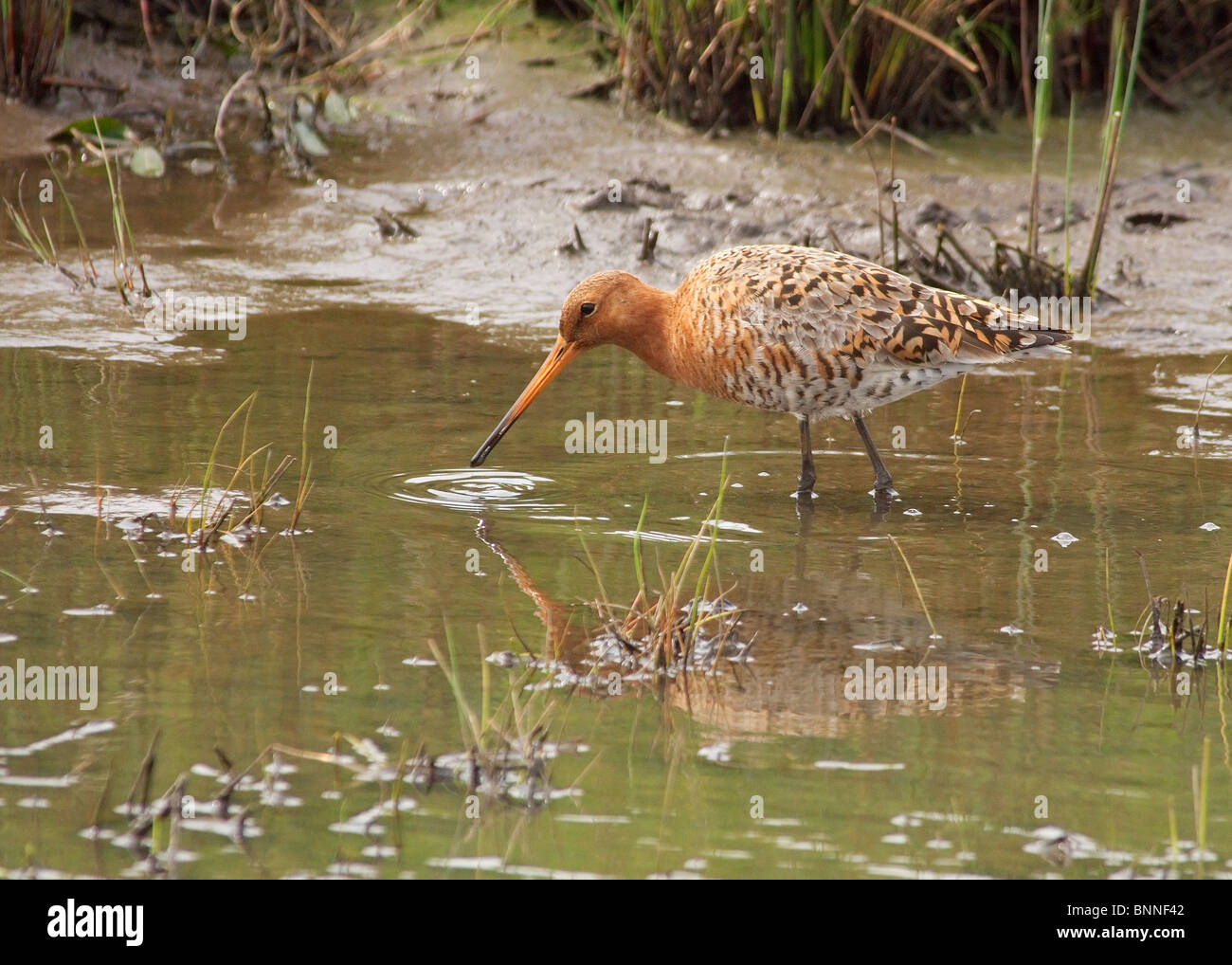 Nero-tailed Godwit, Limosa limosa, a Newton Marsh vicino a Preston Foto Stock