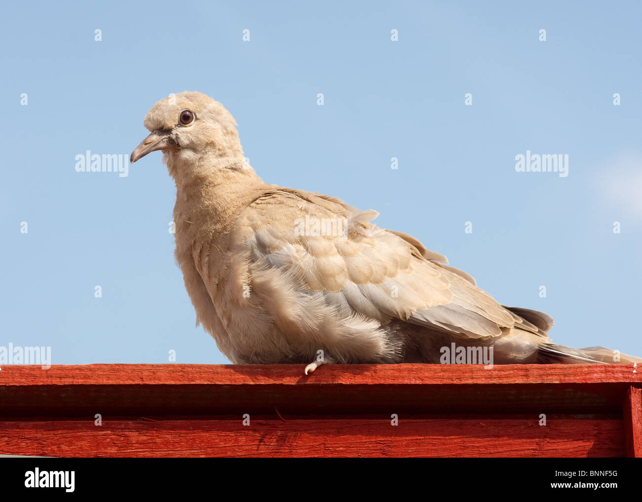 I capretti Colomba a collare Streptopelia decaocto Foto Stock