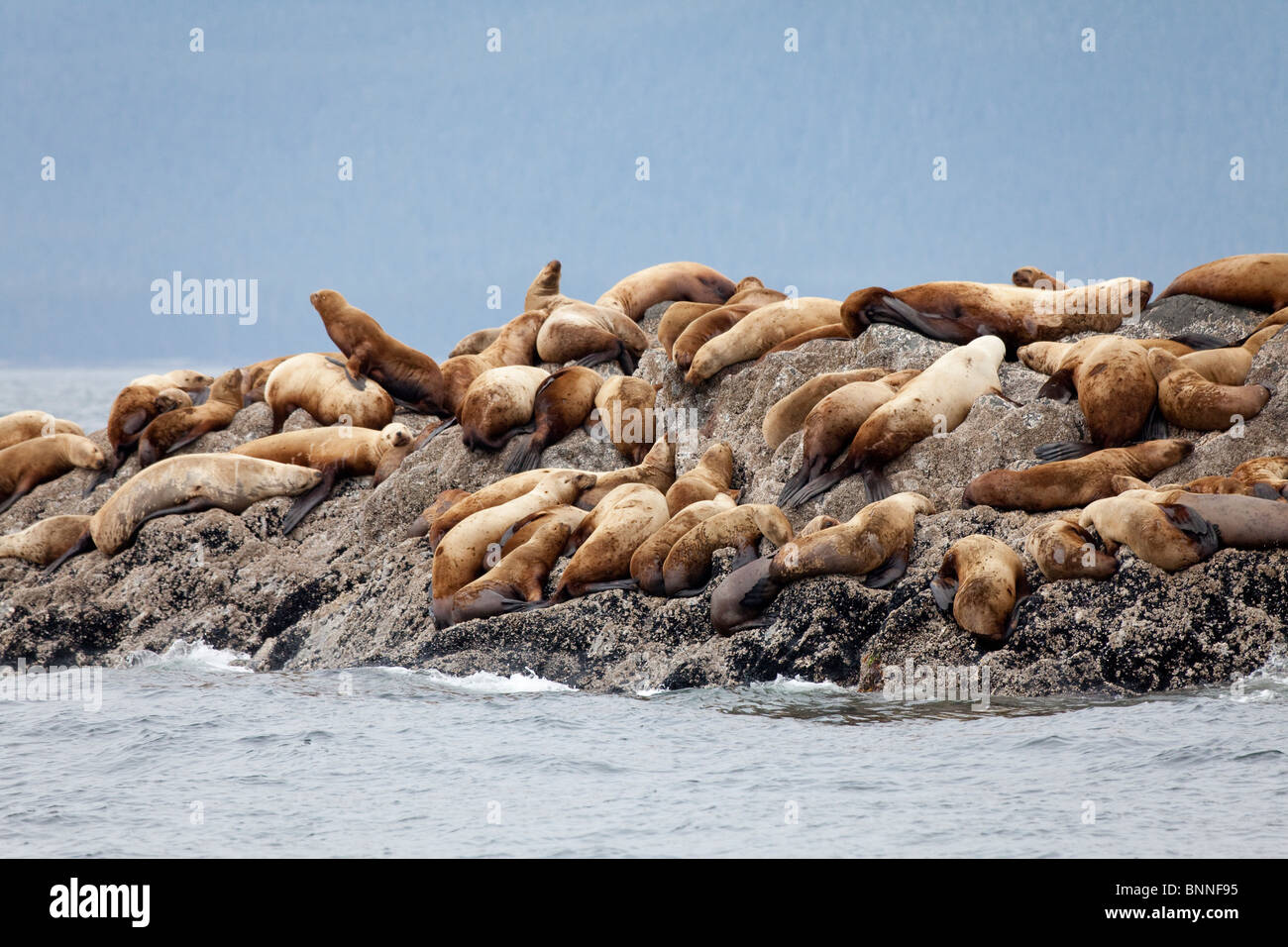 Stati Uniti d'America; Alaska; Federico suono; i fratelli; Steller leoni di mare Foto Stock