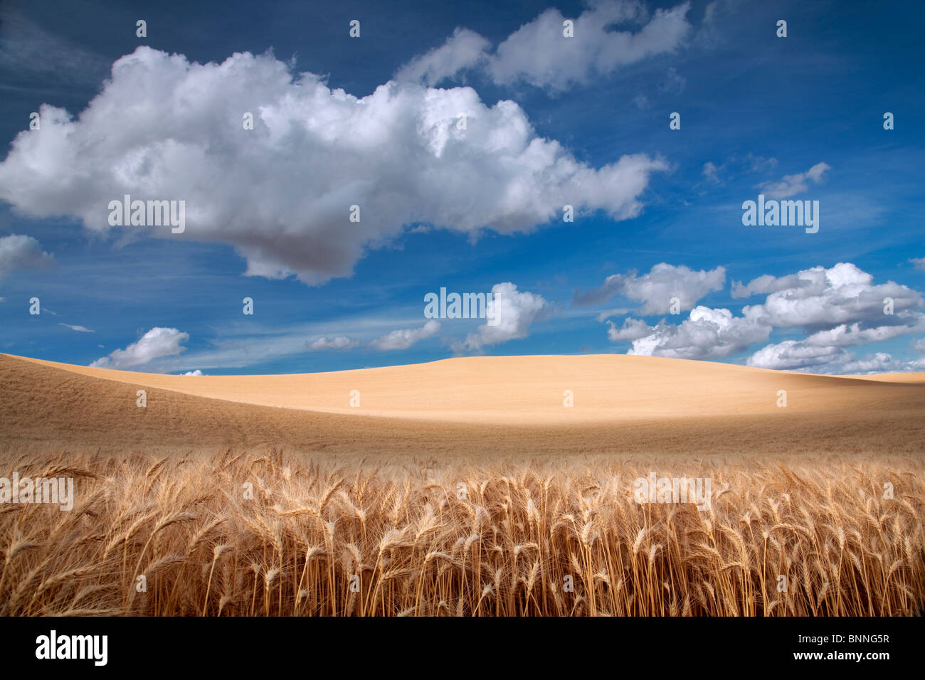 Nuvole e campo di grano. Il Palouse, Washington Foto Stock