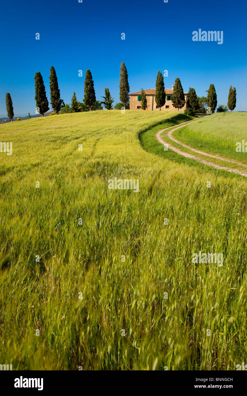 Drive che conduce alla villa di campagna nei pressi di Pienza, Toscana Italia Foto Stock