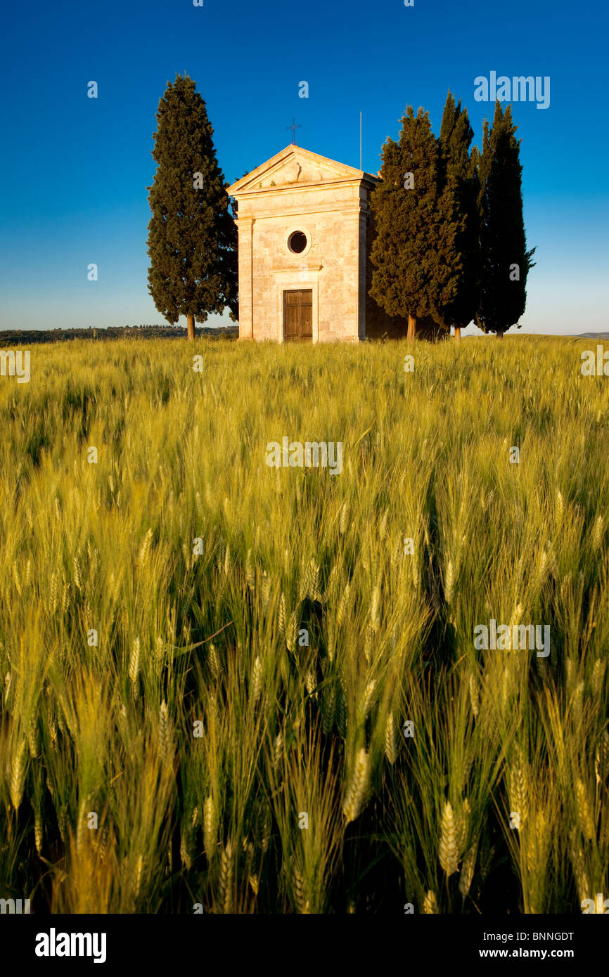 Serata sole sul campo di grano e Cappella di Vitaleta nei pressi di San Quirico d'Orcia, Toscana Italia Foto Stock
