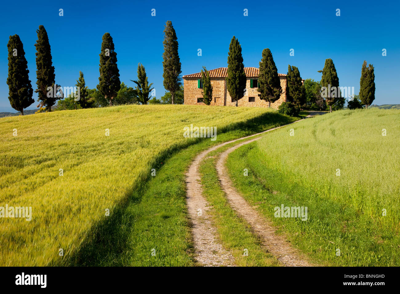 Drive che conduce alla villa di campagna nei pressi di Pienza, Toscana Italia Foto Stock