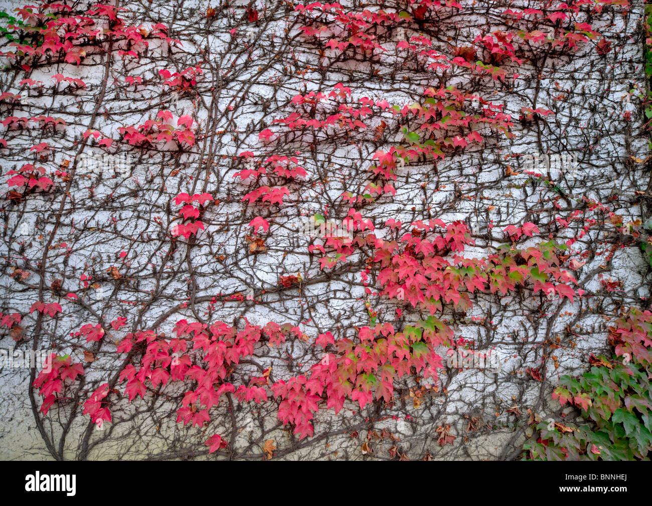 Ivy in autunno a colori sulla parete. Napa Valley, California Foto Stock