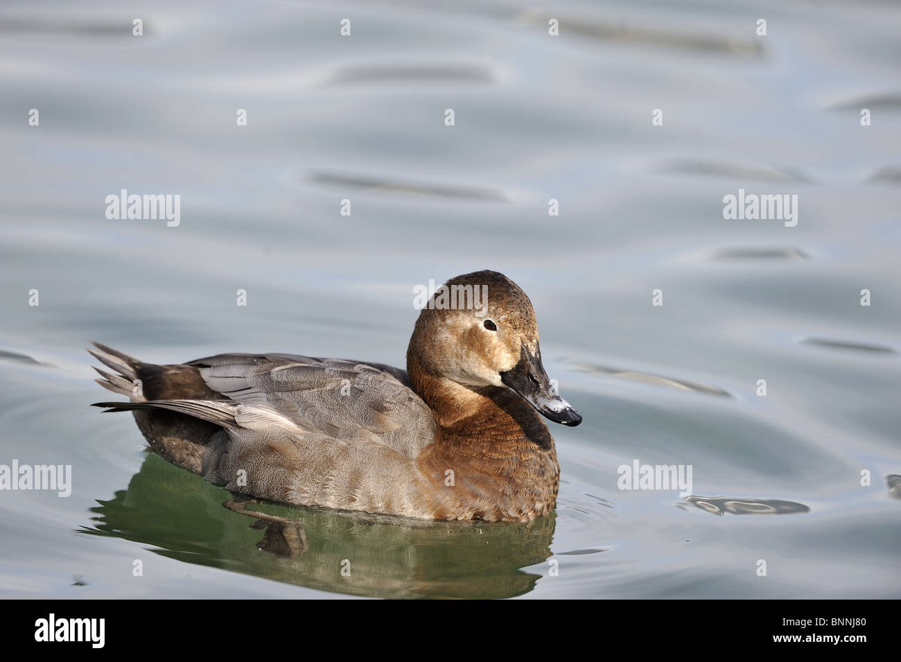 Femmina pochard comune (Aythya ferina) nuoto sul Lago di Ginevra in inverno - Svizzera Foto Stock