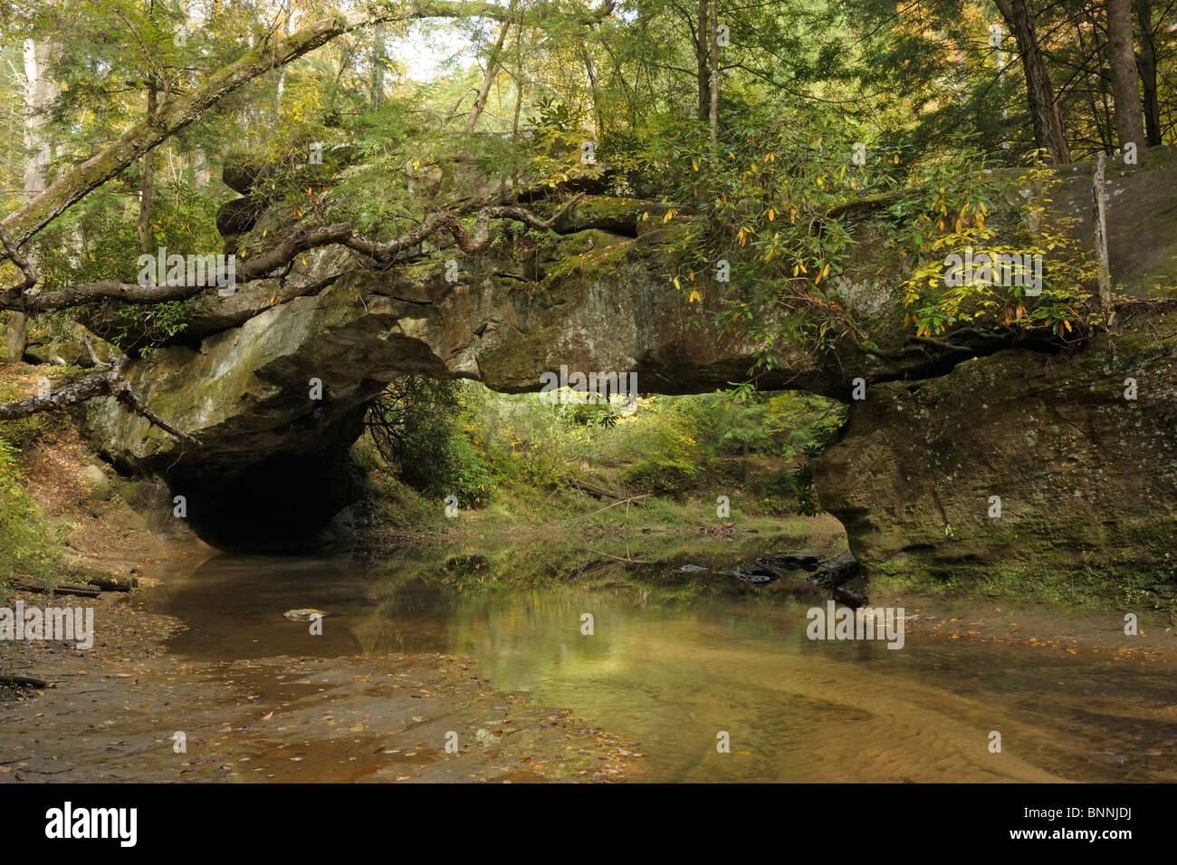 Arco roccioso Creek Arch Daniel Boone National Forest Red River Gorge Area geologica Kentucky negli Stati Uniti Foto Stock