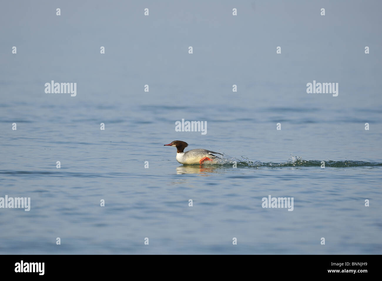 Femmina (smergo maggiore Mergus merganser) in esecuzione sulle acque del lago di Ginevra in inverno - Svizzera Foto Stock
