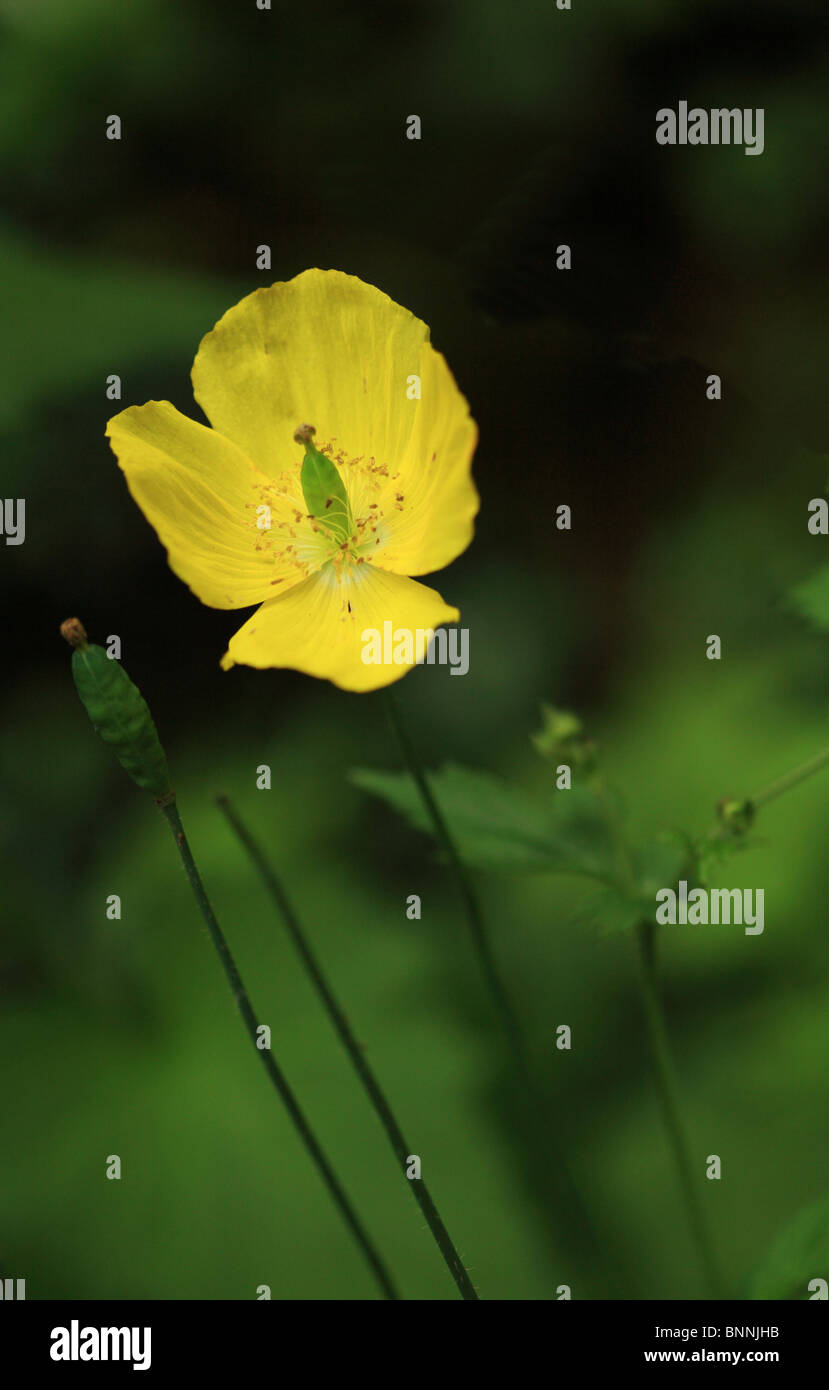 Wild papavero giallo in un paese di lingua inglese giardino Foto Stock