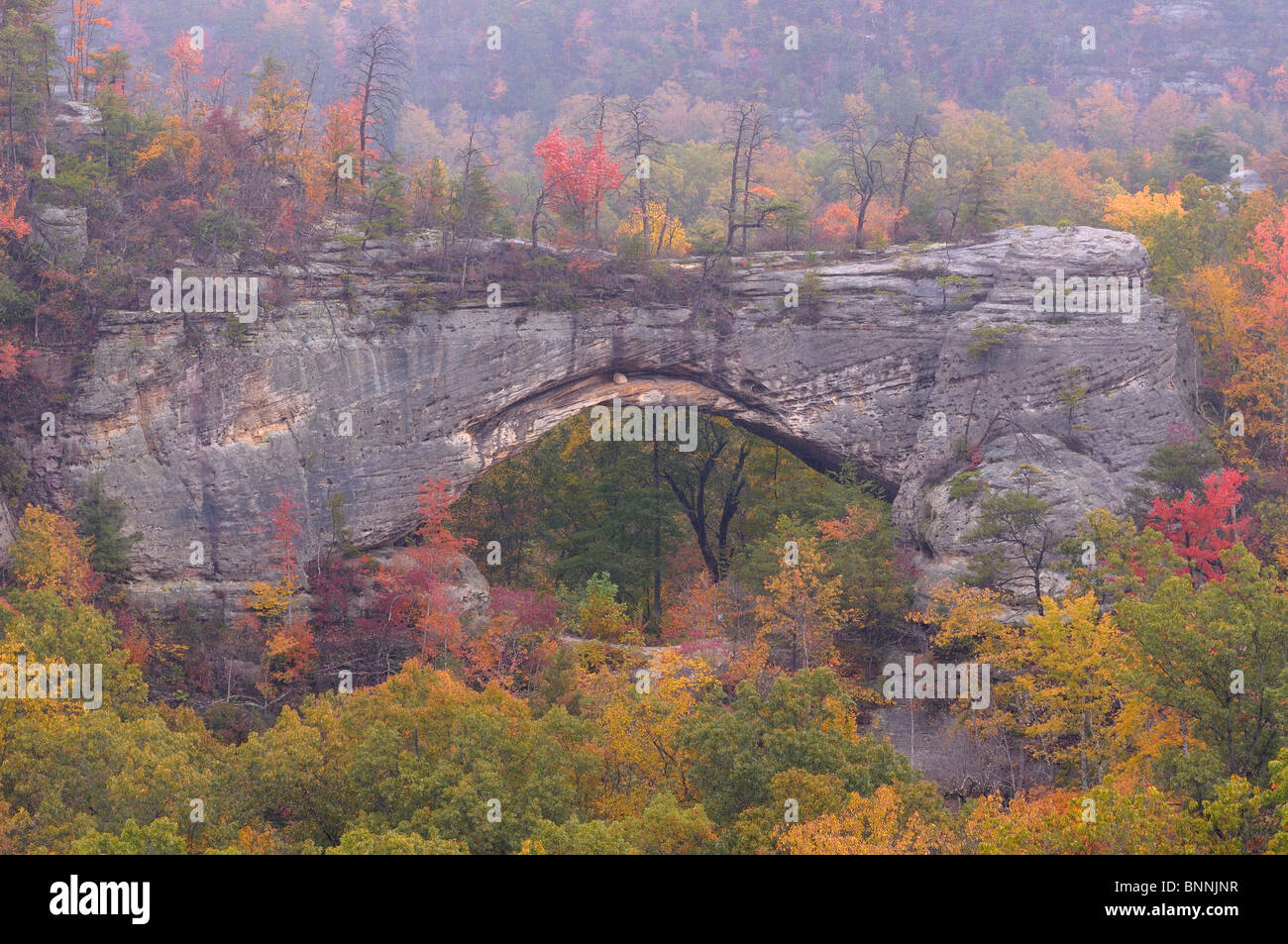 Arco Naturale Daniel Boone National Forest Whitley City Kentucky USA America Stati Uniti d'America autumn fall forest Foto Stock