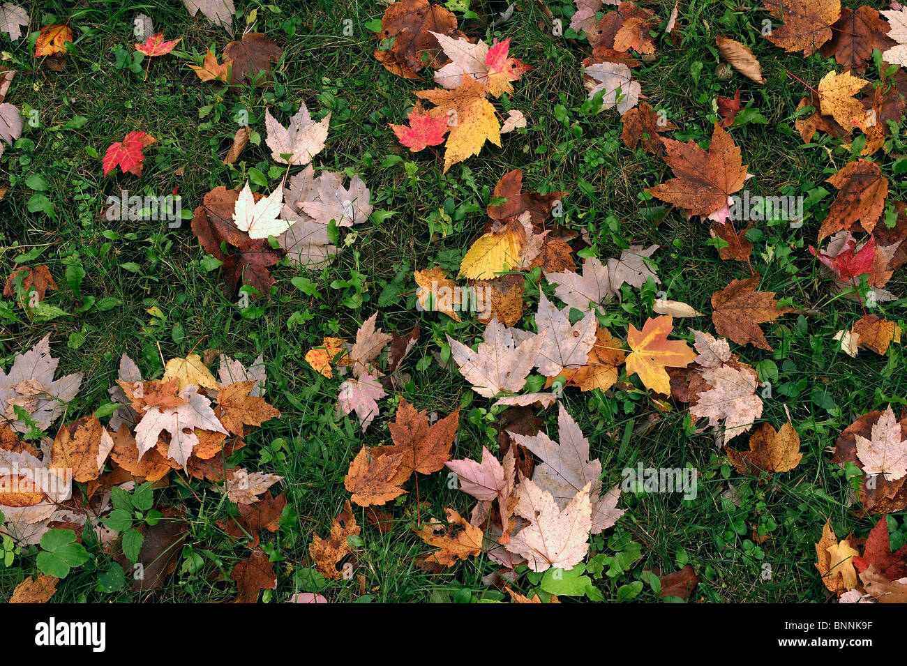 Autunno colori colori lascia la massa prato Allegany parco dello Stato di New York STATI UNITI D'AMERICA America Stati Uniti d'America la natura in autunno Foto Stock