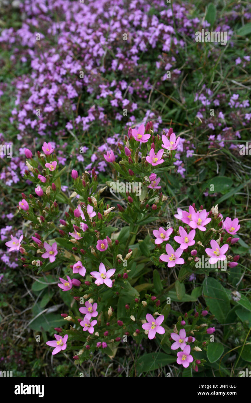 Mare Centaury Centaurium littorale e Timo selvatico Thymus polytrichus presi in Cumbria, Regno Unito Foto Stock