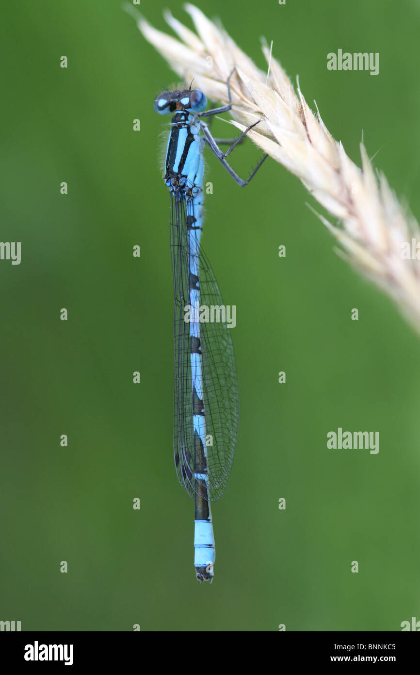 Maschio blu comune Damselfly Enallagma cyathigerum presi in Cumbria, Regno Unito Foto Stock