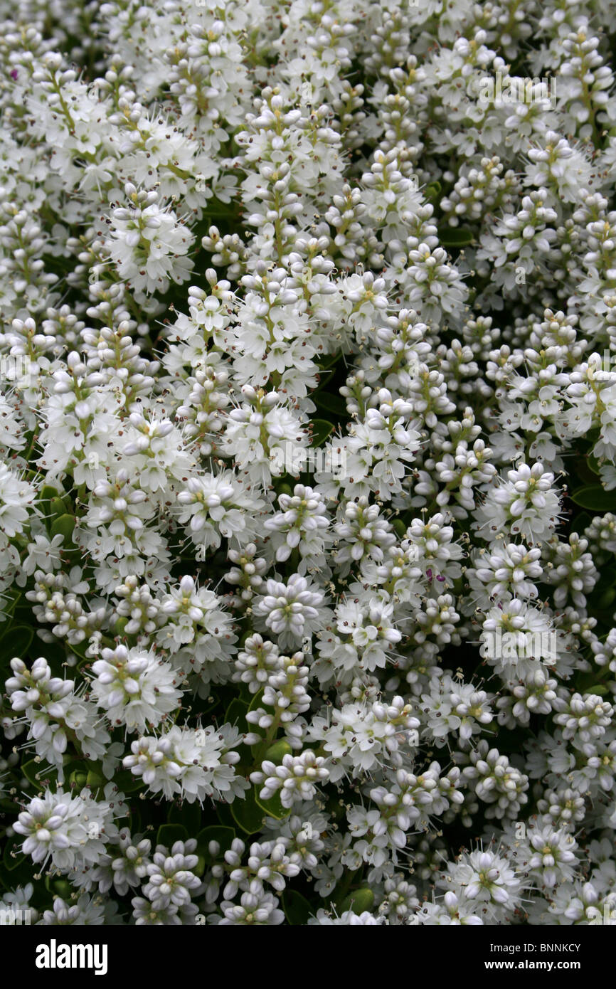 Fioritura bianco Hebe Hedge prese a Martin mera WWT, Lancashire, Regno Unito Foto Stock