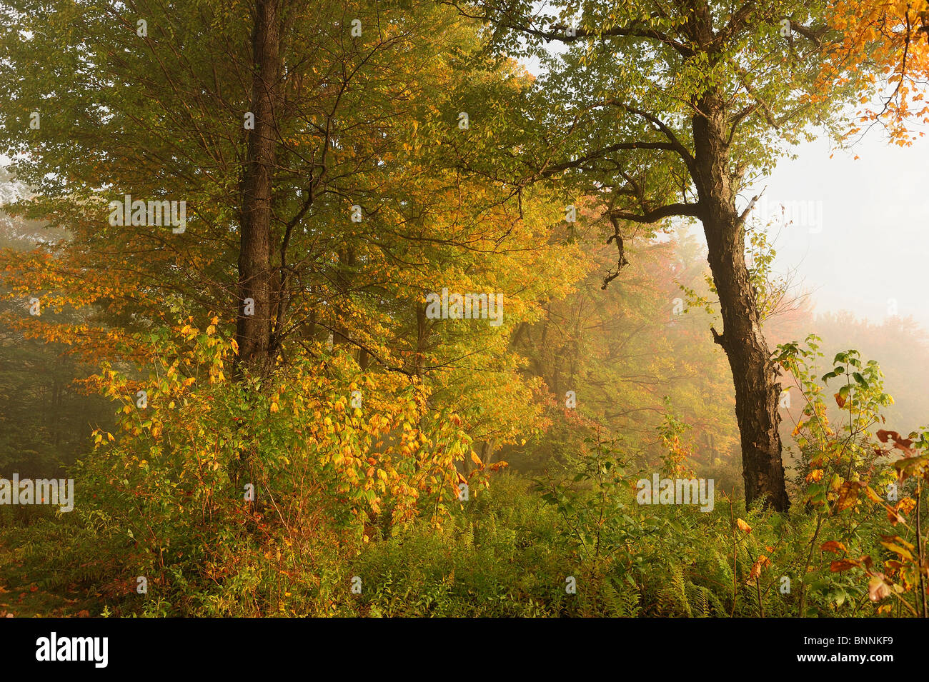 Autunno colori colori gli alberi della foresta di nebbia Terra Promessa del Parco Statale Pennsylvania USA Foto Stock