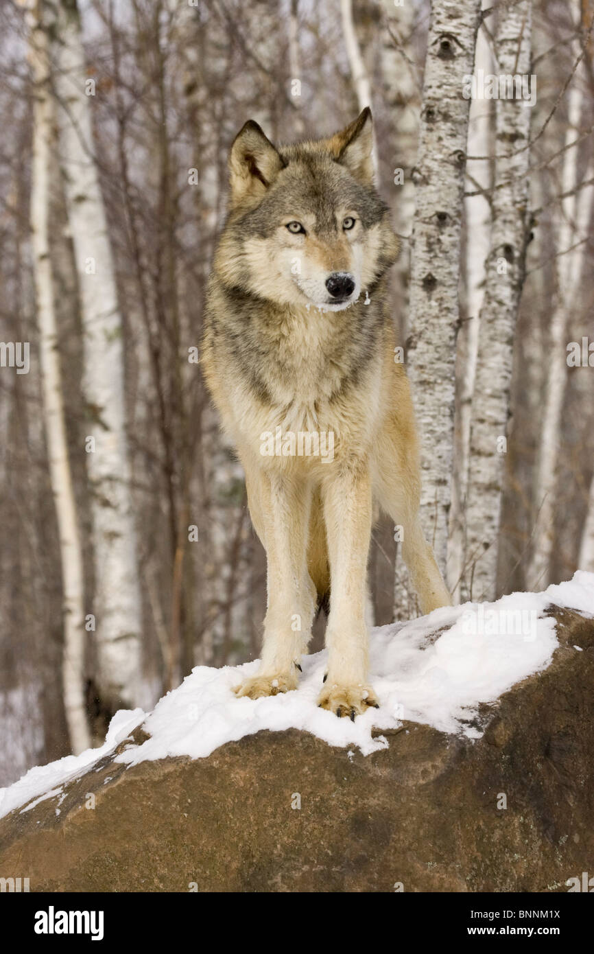 Lupo Canis lupus Minnesota Stati Uniti in Foto Stock