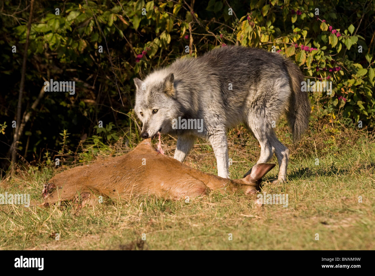 Lupo grigio, Canis lupus, prigionieri Seacrest Wolf preservare Foto Stock
