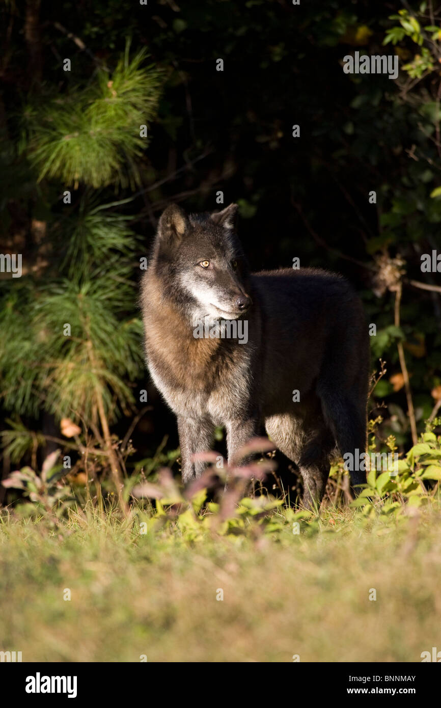 Lupo grigio, Canis lupus, prigionieri Seacrest Wolf preservare Foto Stock