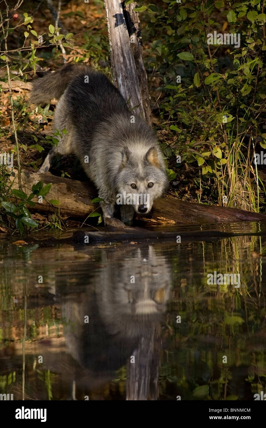 Lupo Canis lupus in acqua con la riflessione Foto Stock