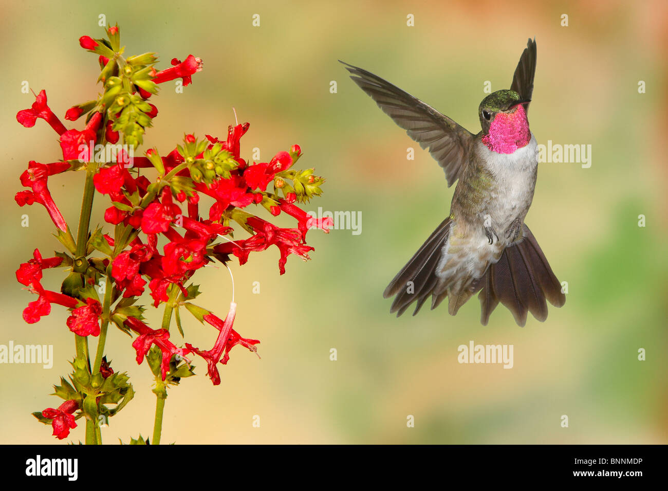 Ampia-tailed Hummingbird, Selasphorus platycercus, maschio, Gila National Forest Foto Stock