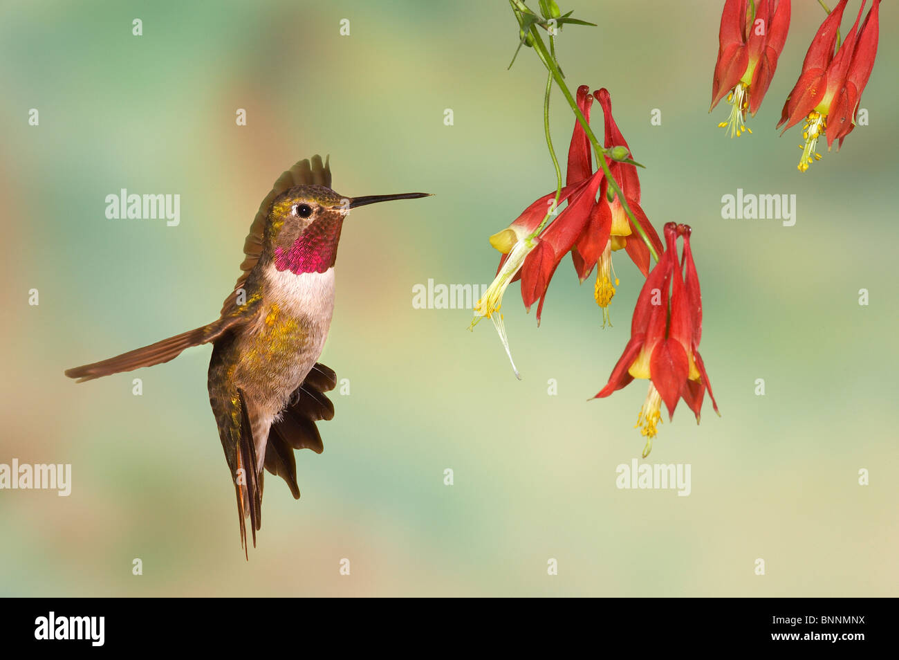 Ampia-tailed Hummingbird, Selasphorus platycercus, maschio, Gila National Forest Foto Stock