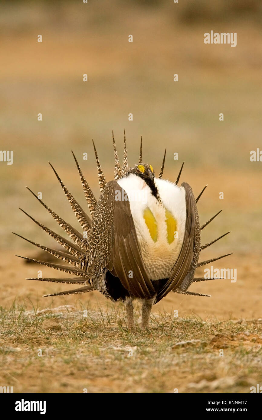 Maggiore Sage-Grouse Centrocercus urophasianus visualizzando maschio, faraona selvatica-simili Foto Stock