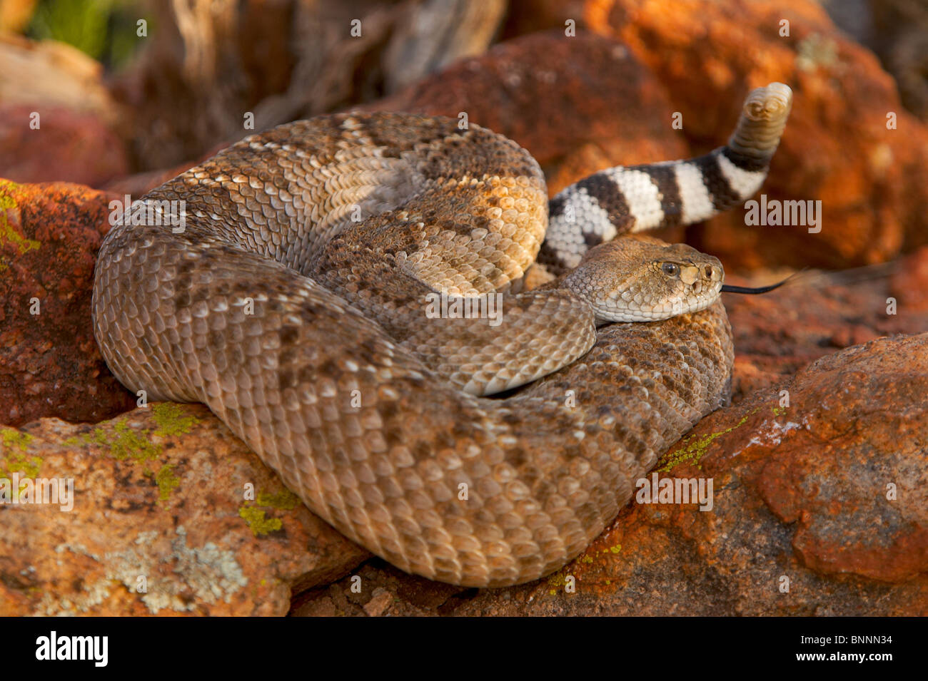 Western Diamondback Rattlesnake Crotalus atrox Amado Arizona Regno Foto Stock