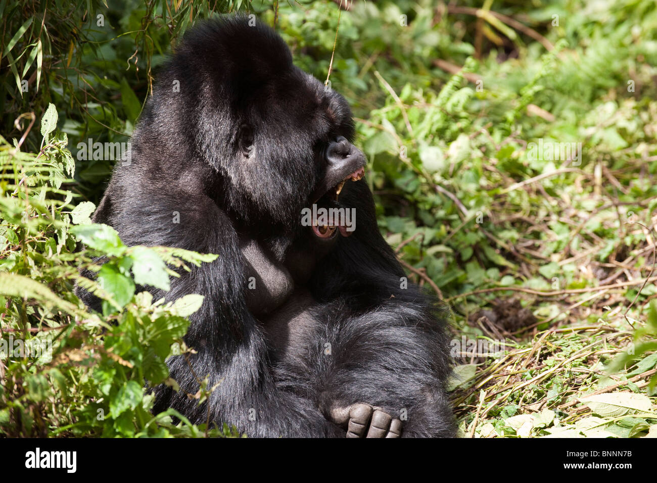 Gorilla Silverback seduta nel sottobosco sbadigli, Gorilla gorilla Foto Stock