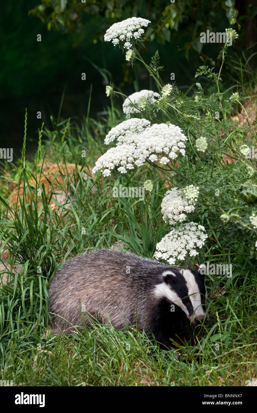 Unione Badger Meles meles, UK. (C) Foto Stock