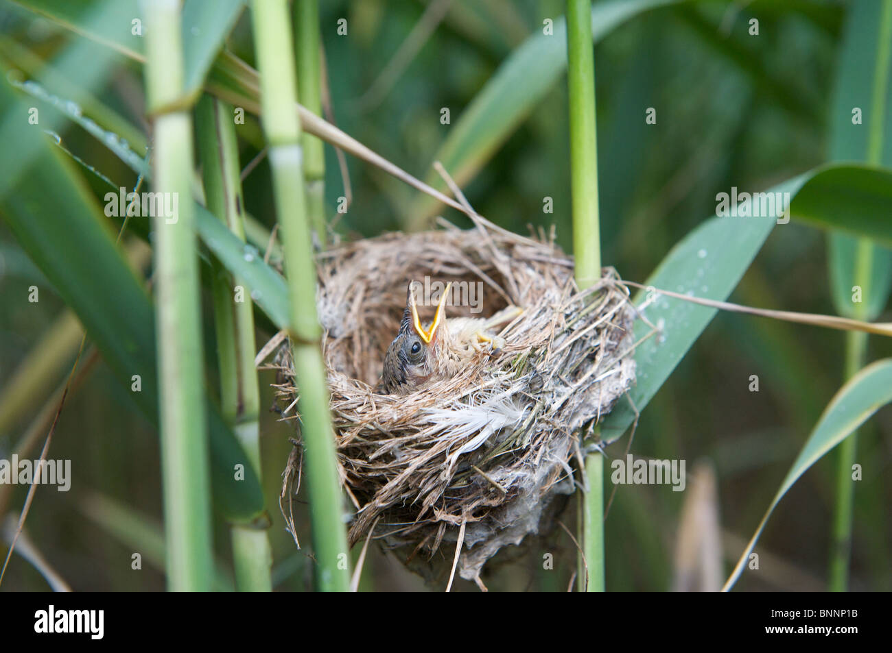 Reed Trillo pulcino nel nido sui canneti di Rostherne semplice, Cheshire Foto Stock