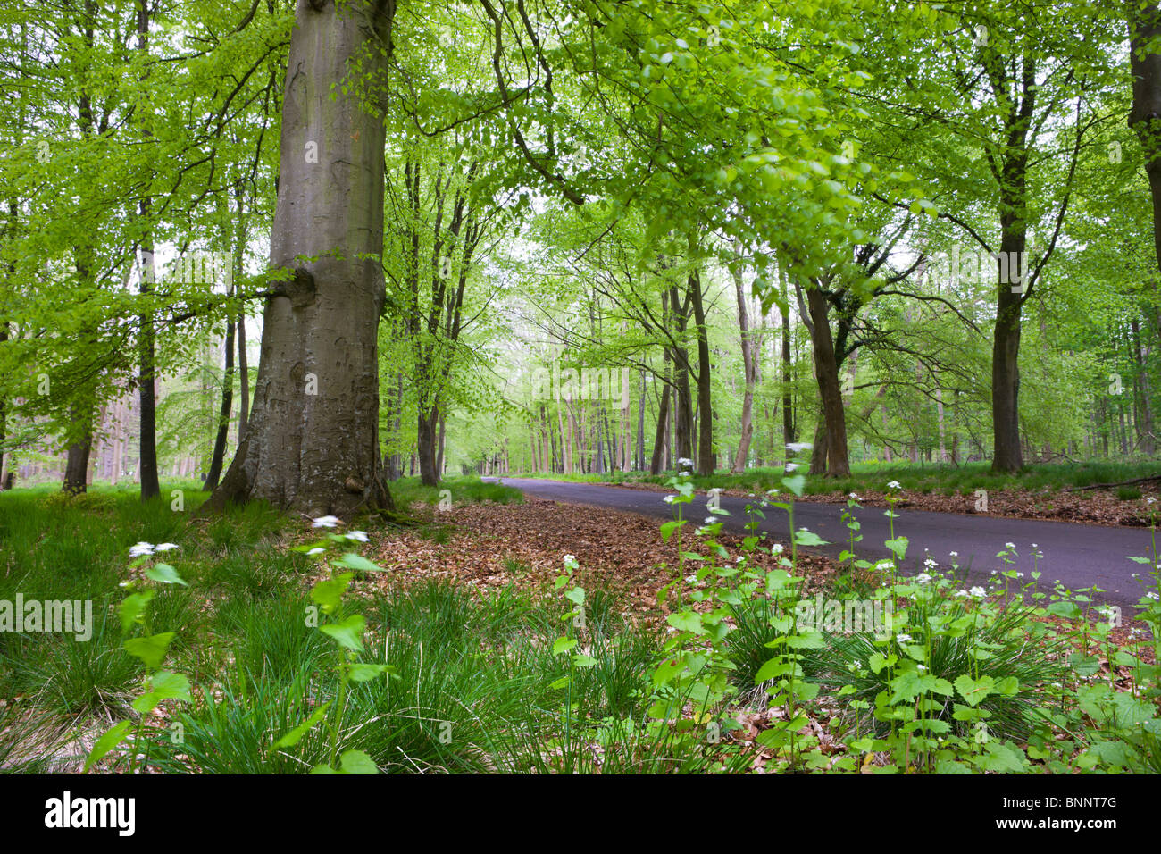 La verdeggiante primavera fogliame intorno al Grand Avenue di foresta Savernake, Marlborough, Wiltshire, Inghilterra. Molla (Maggio 2009). Foto Stock