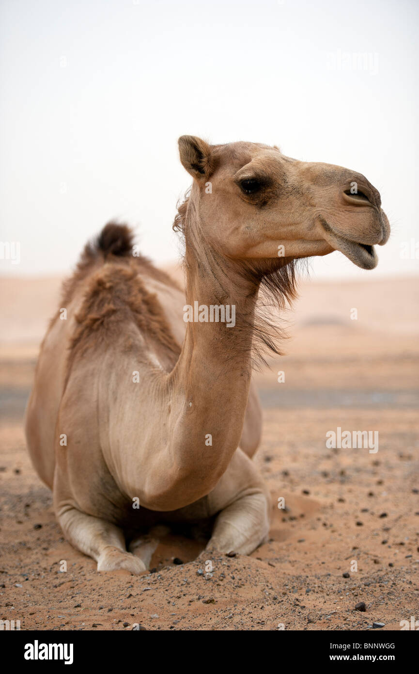 Arabian dromedario cammelli (camelus dromedarius) nella sabbia del deserto degli Emirati Arabi Uniti Foto Stock