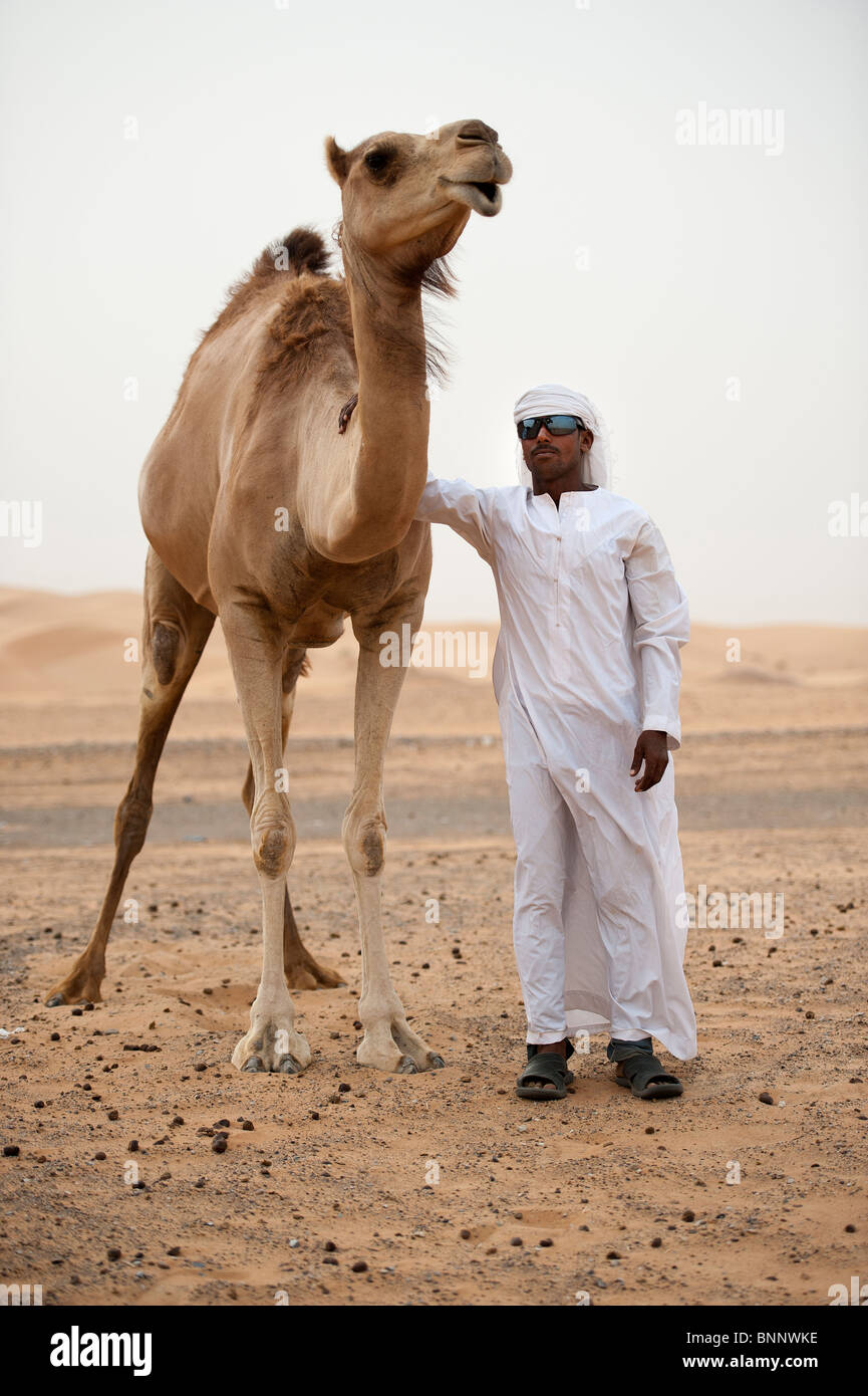 Arabian dromedario cammelli (camelus dromedarius) nella sabbia del deserto degli Emirati Arabi Uniti con la sua tradizionalmente condita herder Foto Stock