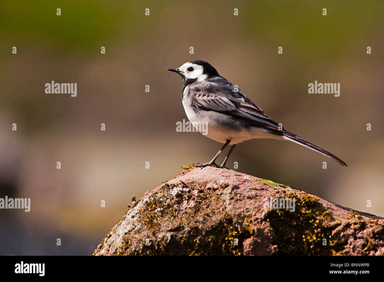 Pied wagtail appollaiato su un flusso laterale di roccia. Foto Stock