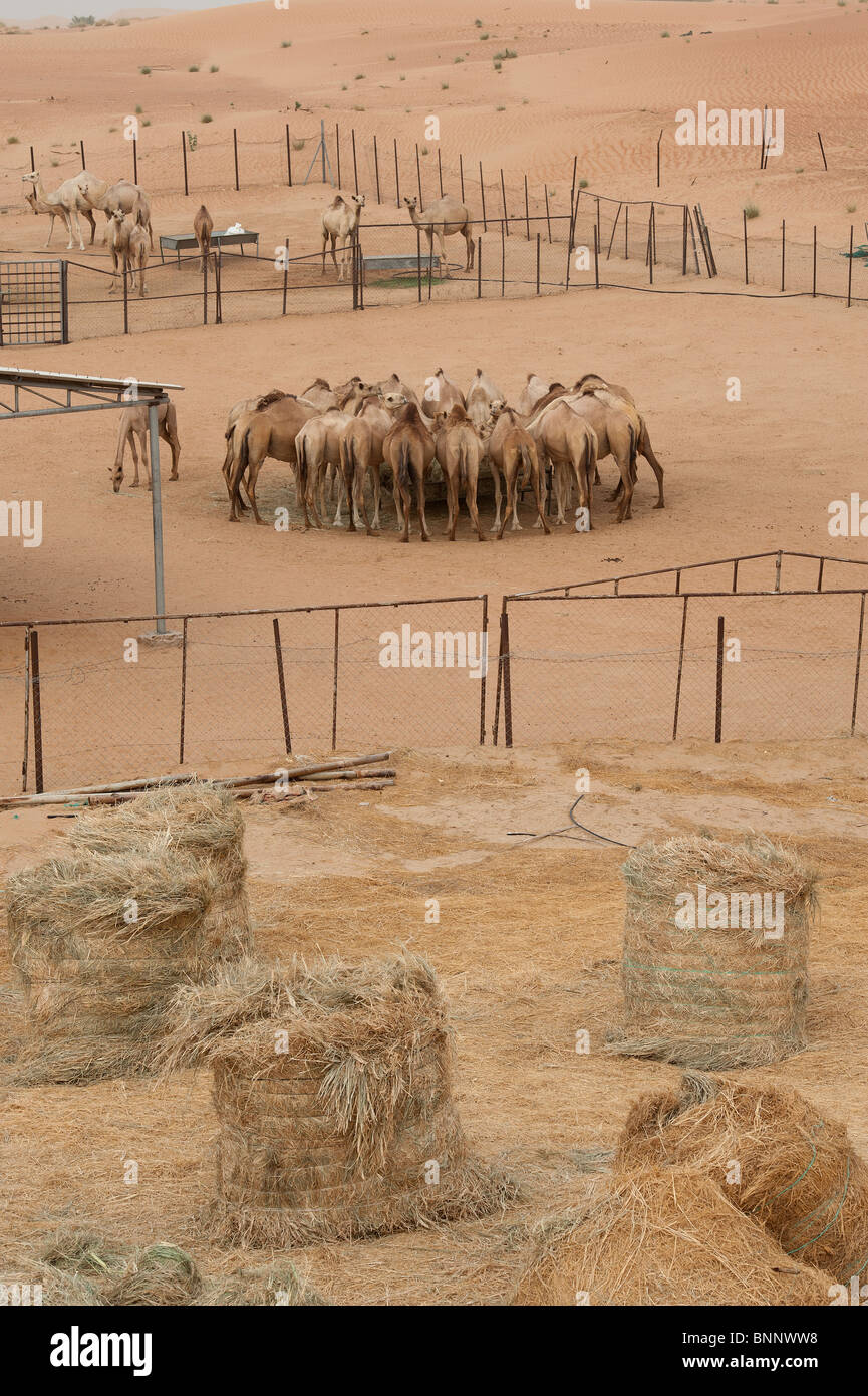 Arabian dromedario cammelli (camelus dromedarius) nella sabbia del deserto degli Emirati Arabi Uniti Foto Stock