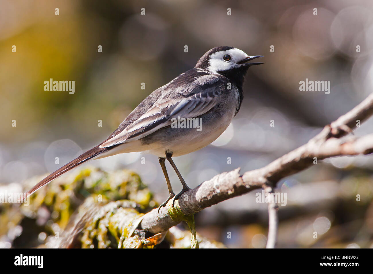 Pied wagtail cantare su di esso dello stream-ramificazione laterale persico. Foto Stock