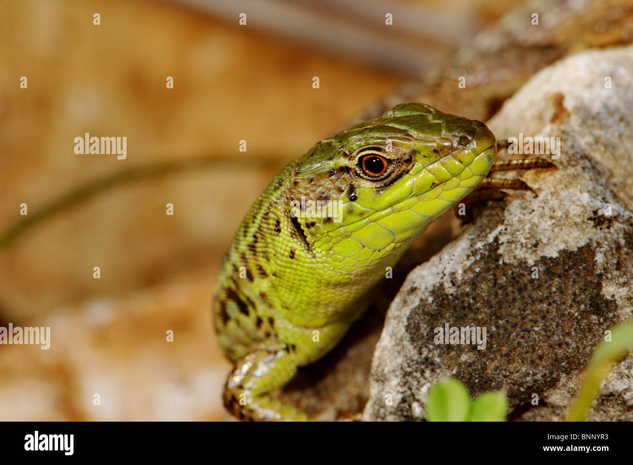 Lizard lucertole Balkan lucertola muraiola Podarcis tauricus ionicus rettile rettili ritratto protetto Grecia greco scala dei Balcani Foto Stock