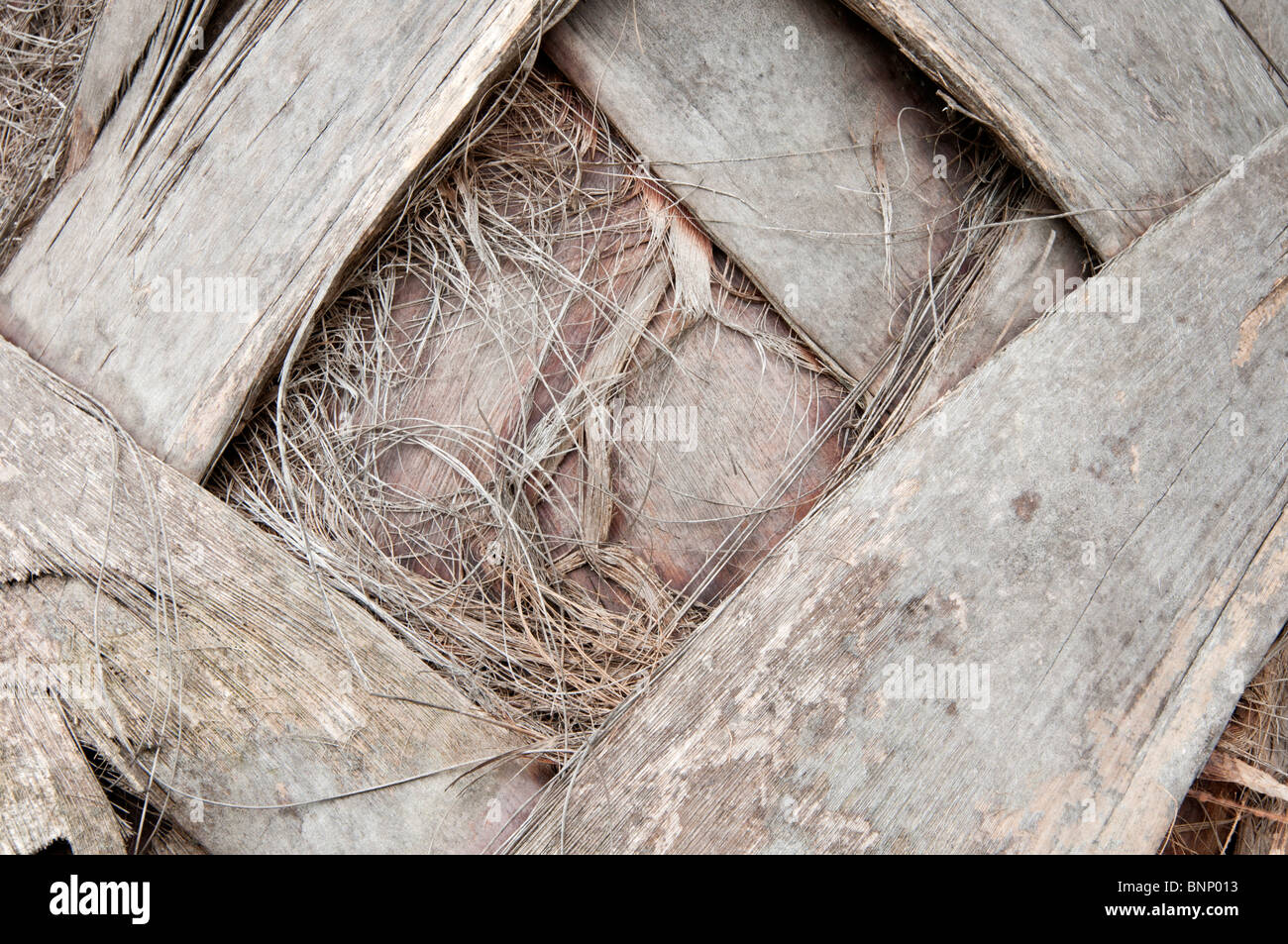 Corteccia di una Washingtonia Palm tree Foto Stock