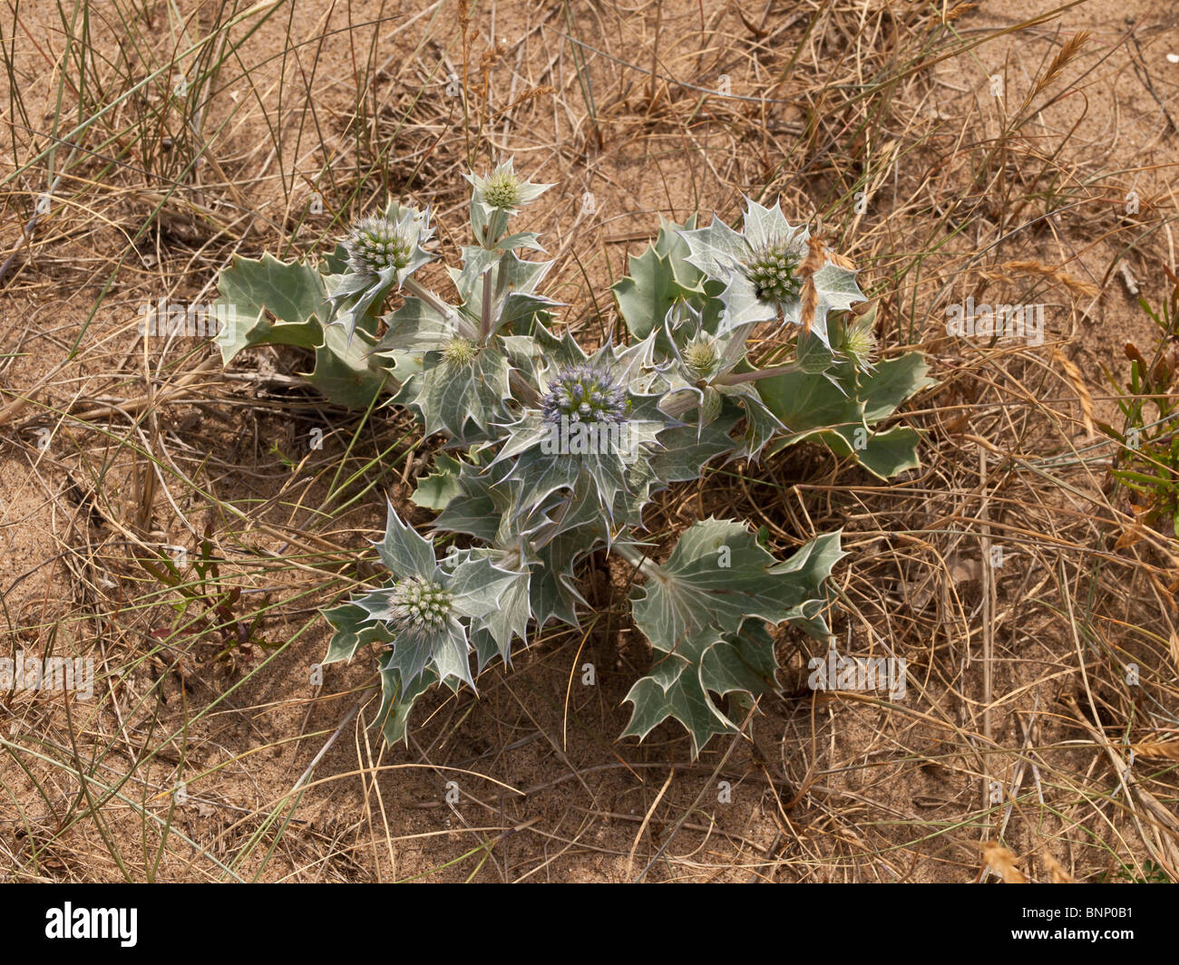 Mare Holly Eryngium maritimum sulle dune di sabbia al punto di disprezzare il Yorkshire Regno Unito Foto Stock