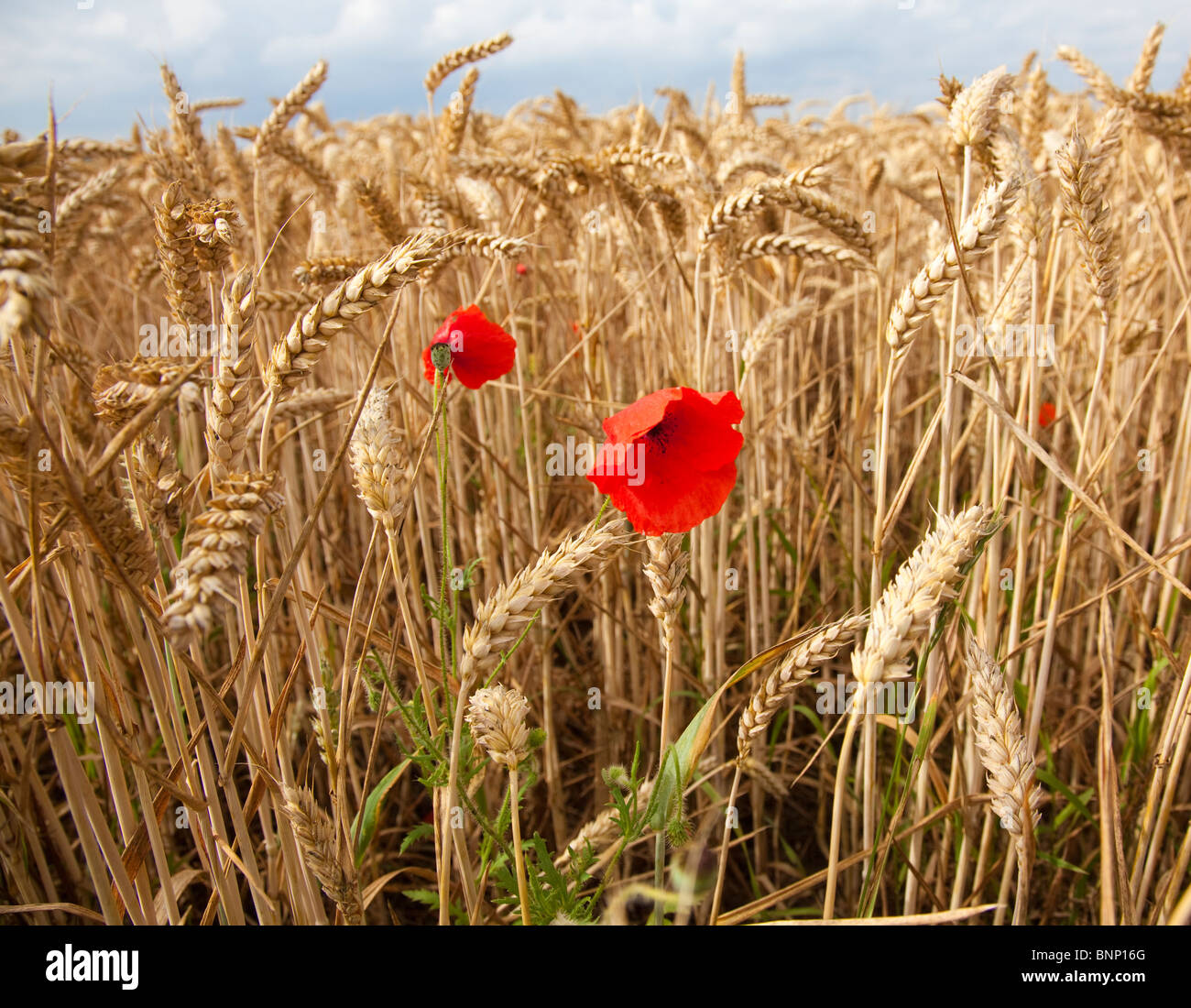 Campo comune o di papavero Papaver rhoeas sul bordo di un campo di grano di maturazione Triticum assistenza, Kent, Regno Unito, estate Foto Stock