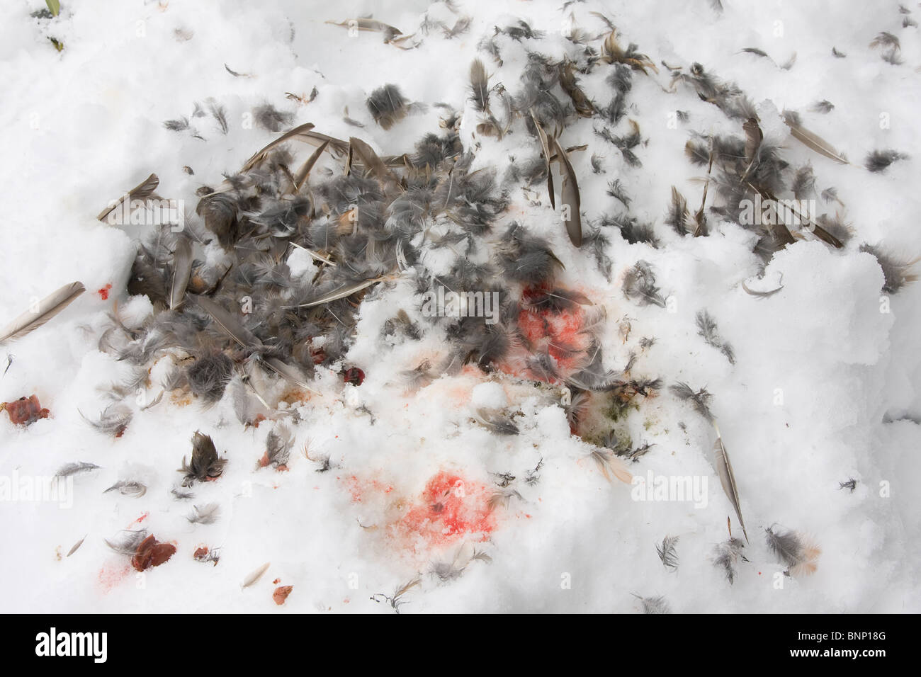 Piume e sangue rimanente nella neve da animali predatori di cattura della Foto Stock