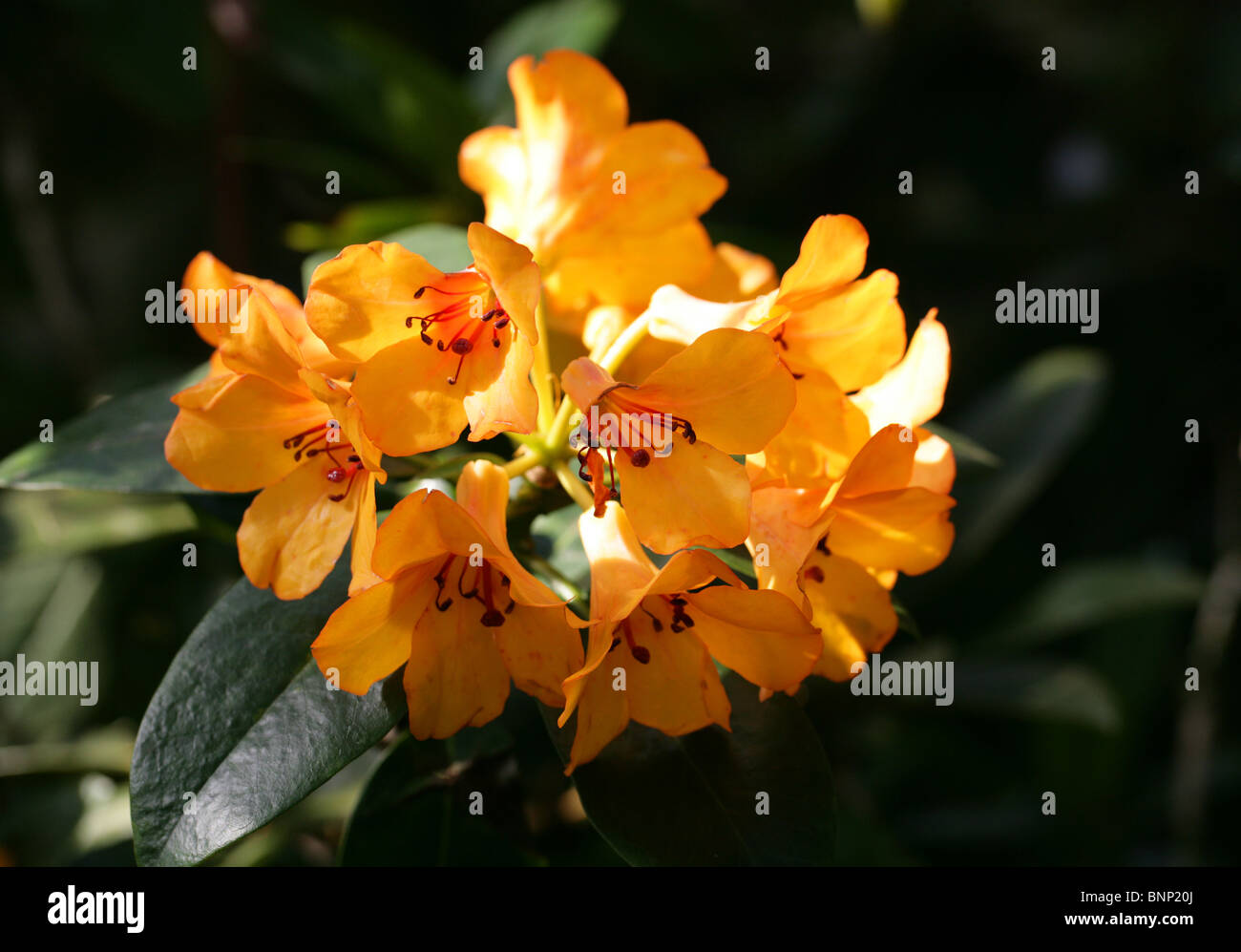 Rhododendron javanicum var. javanicum, Ericaceae, Java, Malesia, sud-est asiatico. Foto Stock